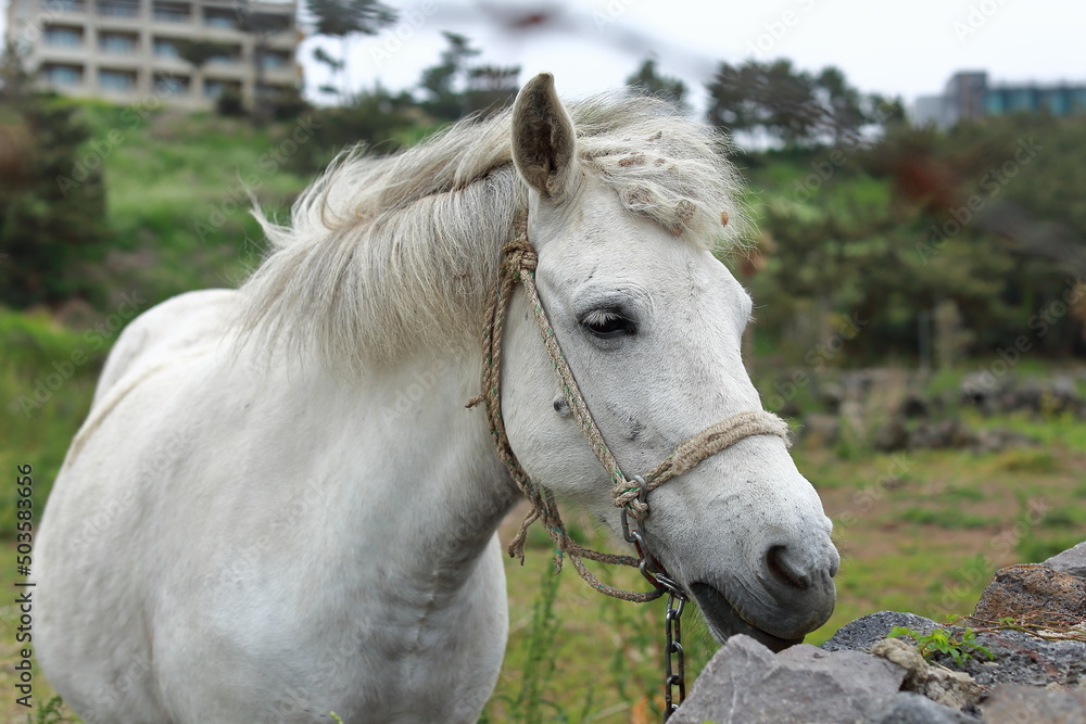 Obraz premium 제주의 공원에서 평화롭게 뛰어노는 제주마