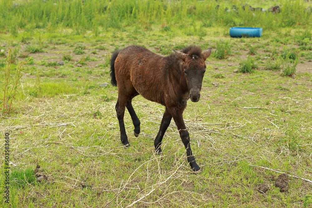 Fototapeta premium 제주의 공원에서 평화롭게 뛰어노는 제주마