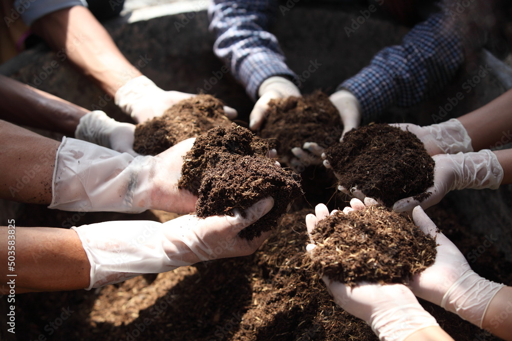 hand and fertile earth in the palm of hand. holding the black soil in their palms farmer  analyze organic farm . can be use for agriculture smart farm business concept. - obrazy, fototapety, plakaty 