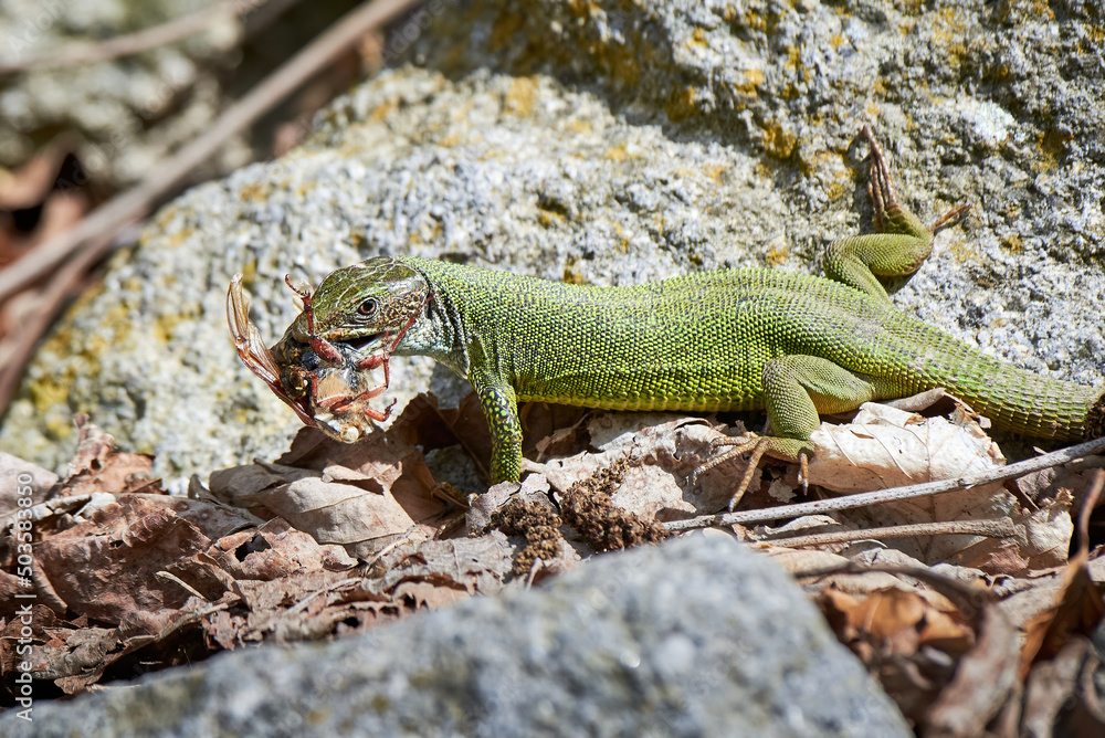 European green lizard (Lacerta viridis) feeding with a Cockchafer beetle (Melolontha melolontha)