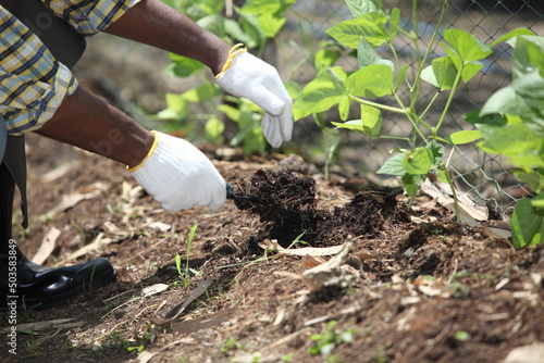 farmer plants tomato seedlings in an organic garden or farmer analyze organic farm . can be use for agriculture smart farm business concept.