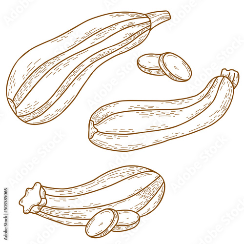 collection Vegetable marrow. oblong striped zucchini and chopped pieces of vegetables. Vector illustration. isolated Linear hand drawing in doodle style, outline for design, decor and decoration