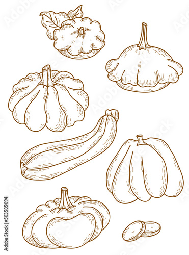 Vector set of line drawings of vegetables. Pumpkin and pattison, vegetable marrow and zucchini. Vector illustration. Outline. Isolated hand drawing for design, decor and decoration