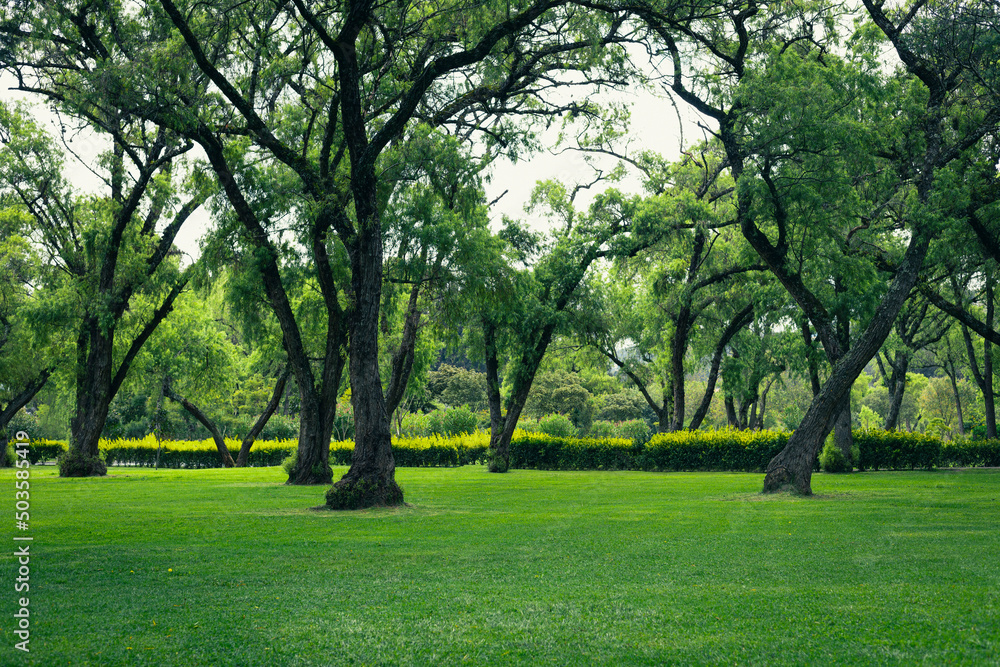 trees in the park trees in the park