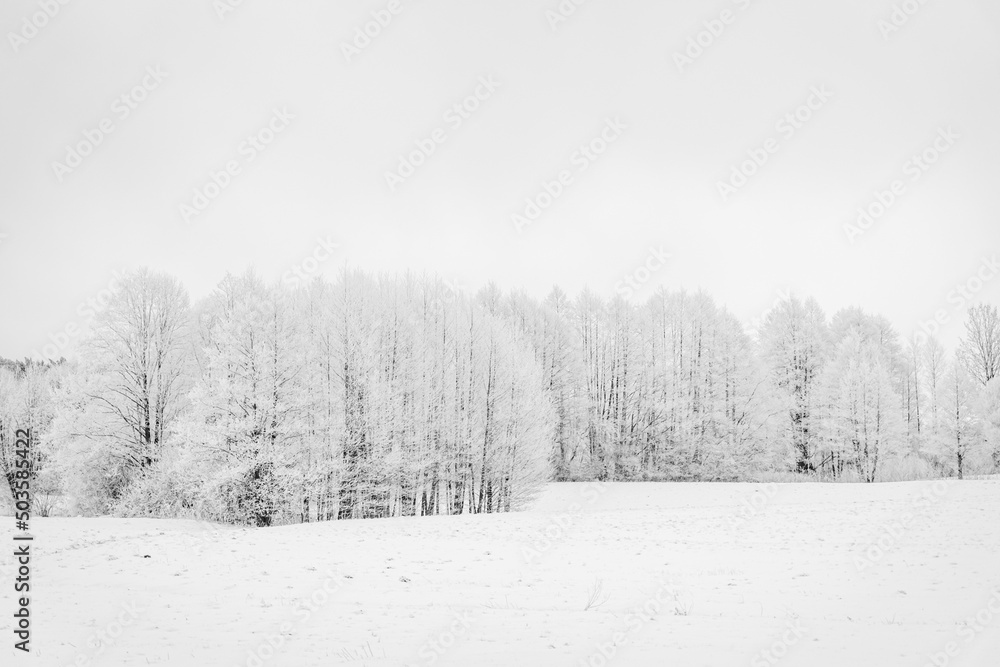snow covered trees in the forest snow covered trees in the forest