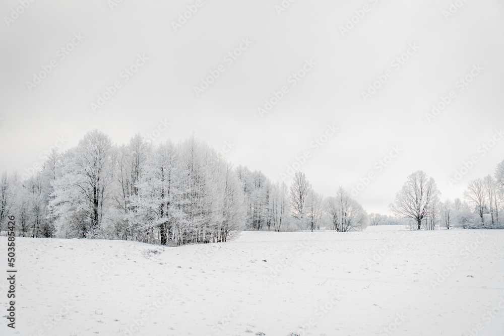 Fototapeta premium snow covered trees