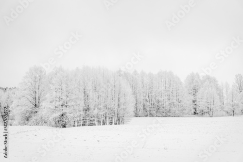 snow covered trees in the forest © Meduza