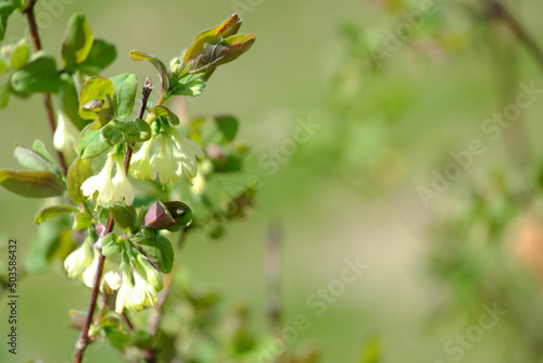 Honeysuckle branches with blooming white flowers close-up