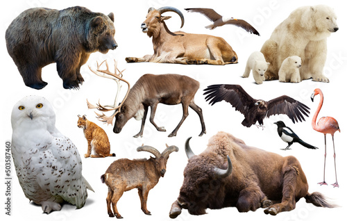 assortment of many European wild birds and mammal animals isolated on white b...