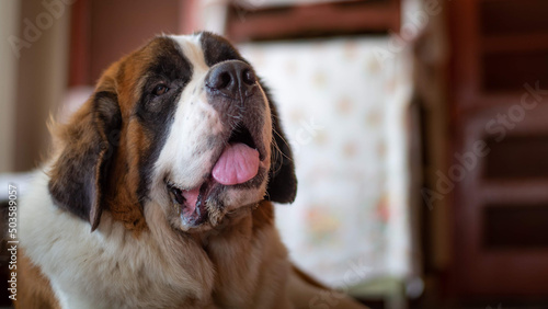 Tableau sur toile Closeup shot of an adorable saint bernard dog with its tongue out