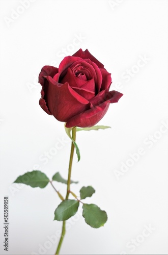 red rose isolated on white background.