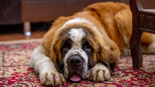 Foto Adorable saint bernard dog laying in the living room