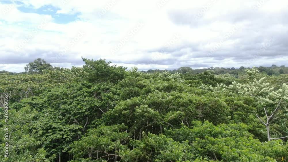 flying drone through forest canopy of madre de dios manu national park flying drone through forest canopy of madre de dios manu national park