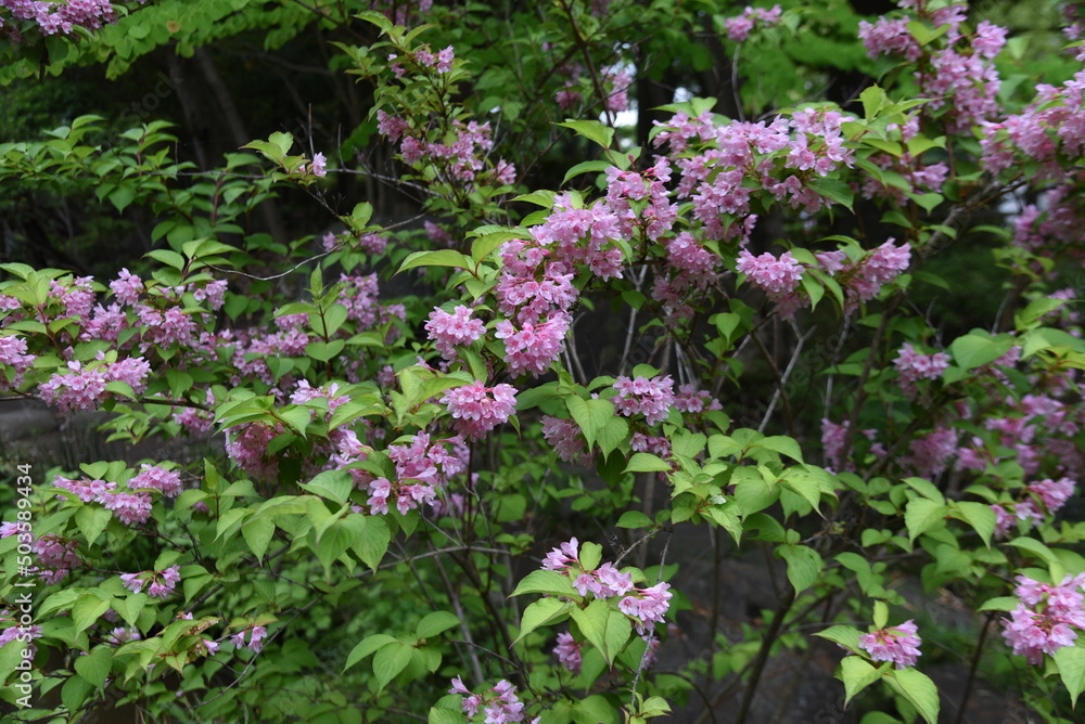 Japanese weigela (Weigela hortensis) flowers in full bloom in the Japanese-style garden. Caprifoliaceae deciduous shrub. The pink funnel-shaped flowers bloom from May to July. Japanese weigela (Weigela hortensis) flowers in full bloom in the Japanese-style garden. Caprifoliaceae deciduous shrub. The pink funnel-shaped flowers bloom from May to July.