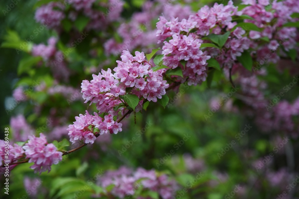 Japanese weigela (Weigela hortensis) flowers in full bloom in the Japanese-style garden. Caprifoliaceae deciduous shrub. The pink funnel-shaped flowers bloom from May to July. Japanese weigela (Weigela hortensis) flowers in full bloom in the Japanese-style garden. Caprifoliaceae deciduous shrub. The pink funnel-shaped flowers bloom from May to July.