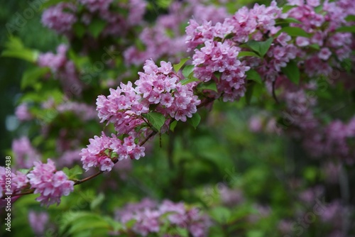 Japanese weigela (Weigela hortensis) flowers in full bloom in the Japanese-style garden. Caprifoliaceae deciduous shrub. The pink funnel-shaped flowers bloom from May to July. © tamu