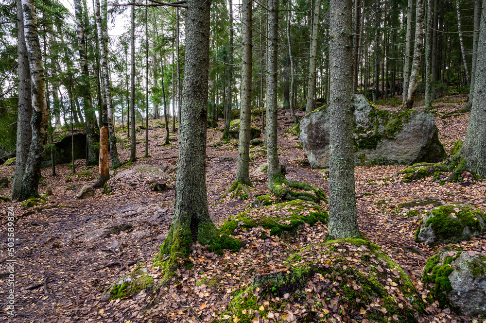 stone path. beautiful forest and fresh air. walk along the trail through the forest