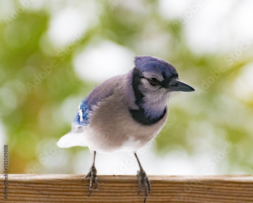 Inquisitive Blue Jay