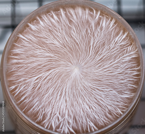 Fényképezés mycelium on agar
