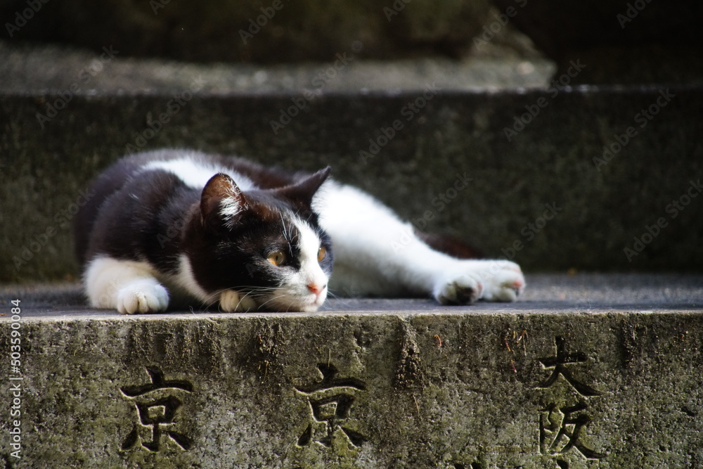 Fototapeta premium 稲荷山の猫