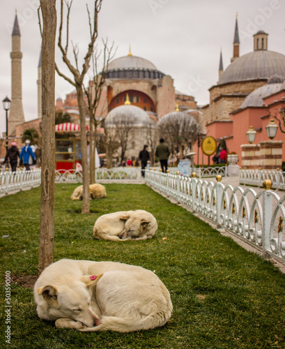 Canvas Print Street dogs sleeping on the lawn in front of Hagia Sophia mosque in Istanbul, Tu