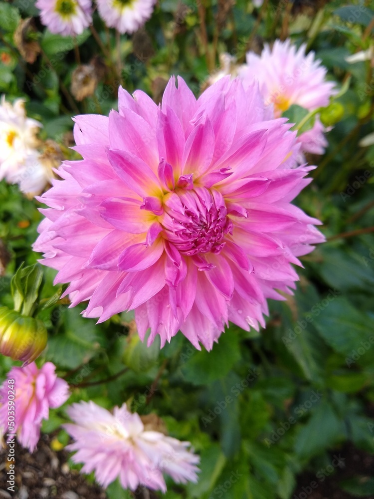 Fototapeta premium Flower Closeup