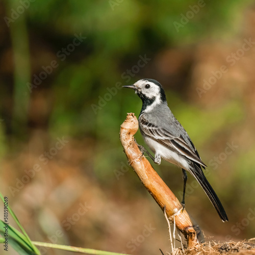 White bird wagtail sits on branch on the blurred background