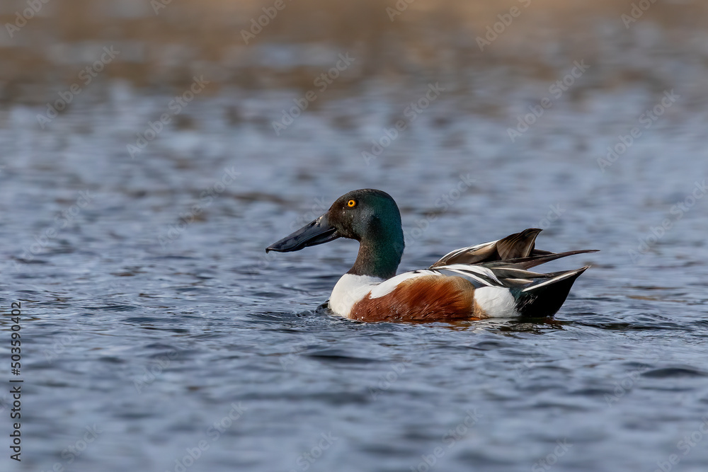 Fototapeta premium Male northern shoveler ( Spatula clypeata) on the lake. Duck with highly specialized bill to forage for aquatic invertebrates