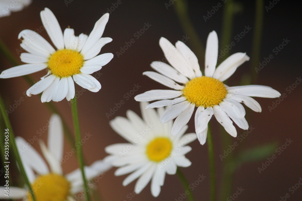 Fototapeta premium daisy flower