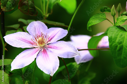 beautiful view of blooming Clematis hybridas Vase vine  flower close-up of Clematis hybridas flower blooming in the garden 