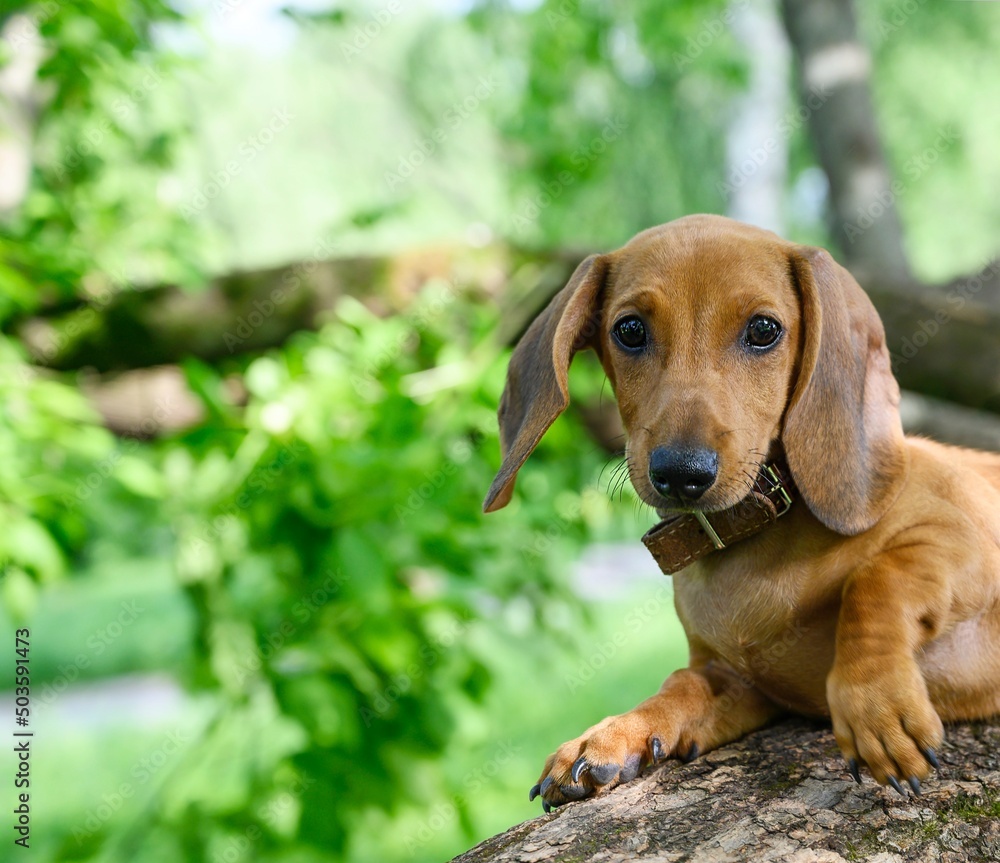 A young puppy of a dachshund hunting dog walks among the trees in green foliage on a summer sunny day. 