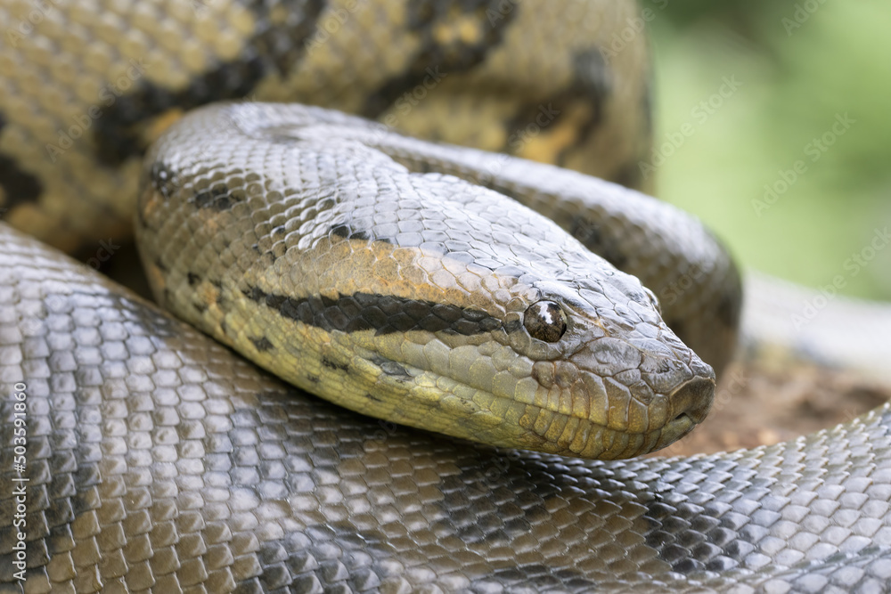 Close up of a large Green Anaconda snake Close up of a large Green Anaconda snake