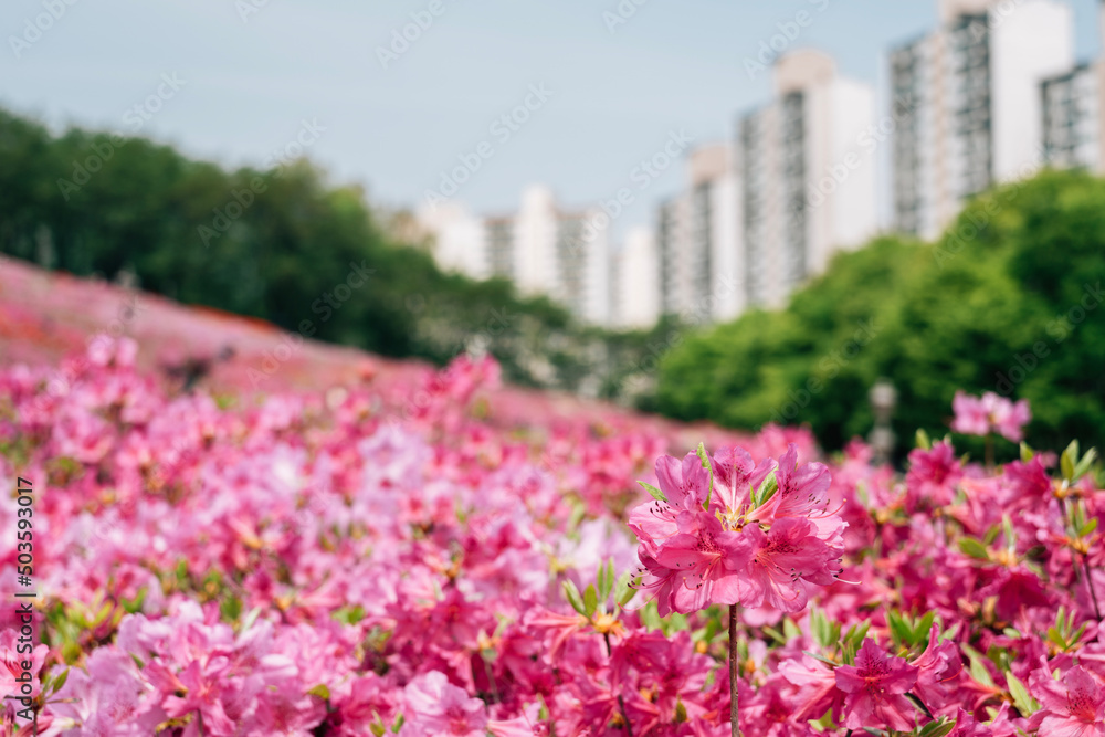 Royal Azaleas Hill Park flower festival in Gunpo, Korea Royal Azaleas Hill Park flower festival in Gunpo, Korea