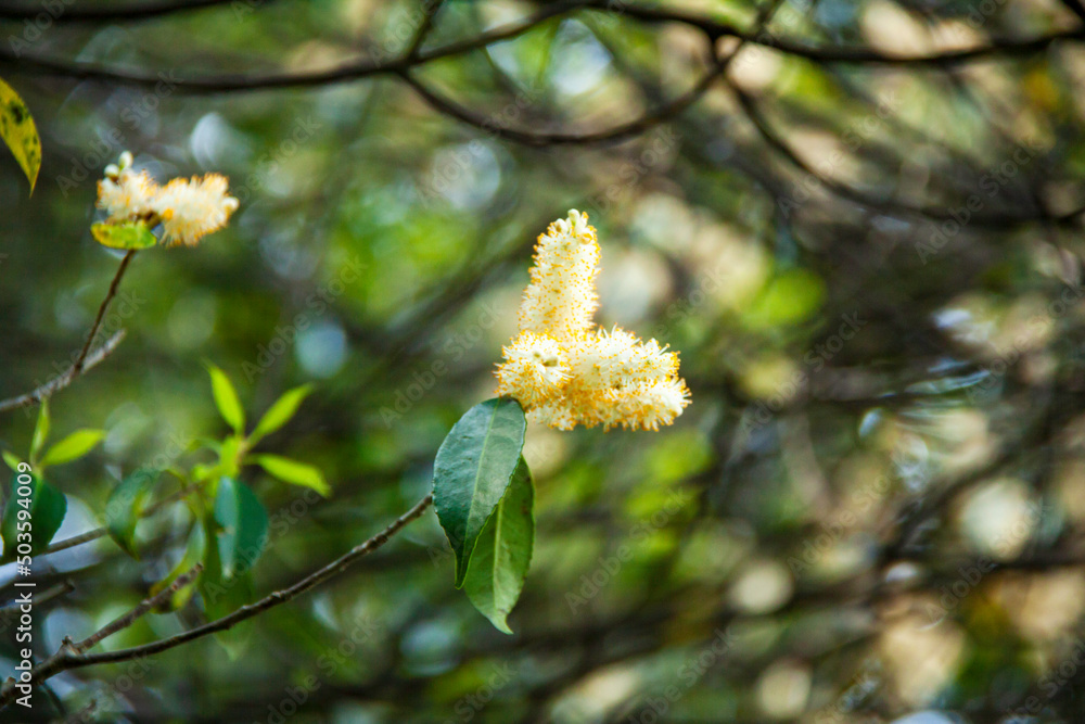 クロバイの花 クロバイの花