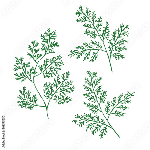 ヒノキの葉　カラー