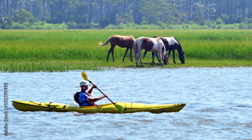 Returning the wild herd to Assateague Island during the annual Chincoteague Island roundup. photo