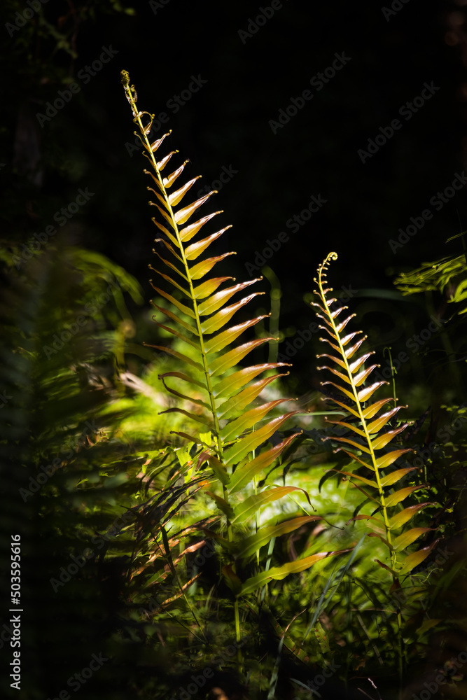 Sunlit fern in the forest