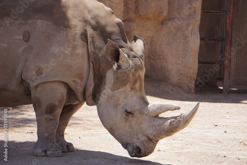 Zoo Rhinoceros with unique horn. 