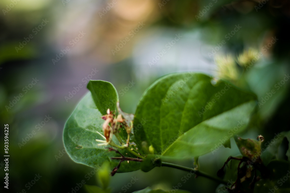 The pistil of a hibiscus flower begins to sprout, in the yard of a house in Yogyakarta, Indonesia. The pistil of a hibiscus flower begins to sprout, in the yard of a house in Yogyakarta, Indonesia.
