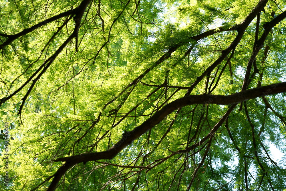 Fototapeta premium 森