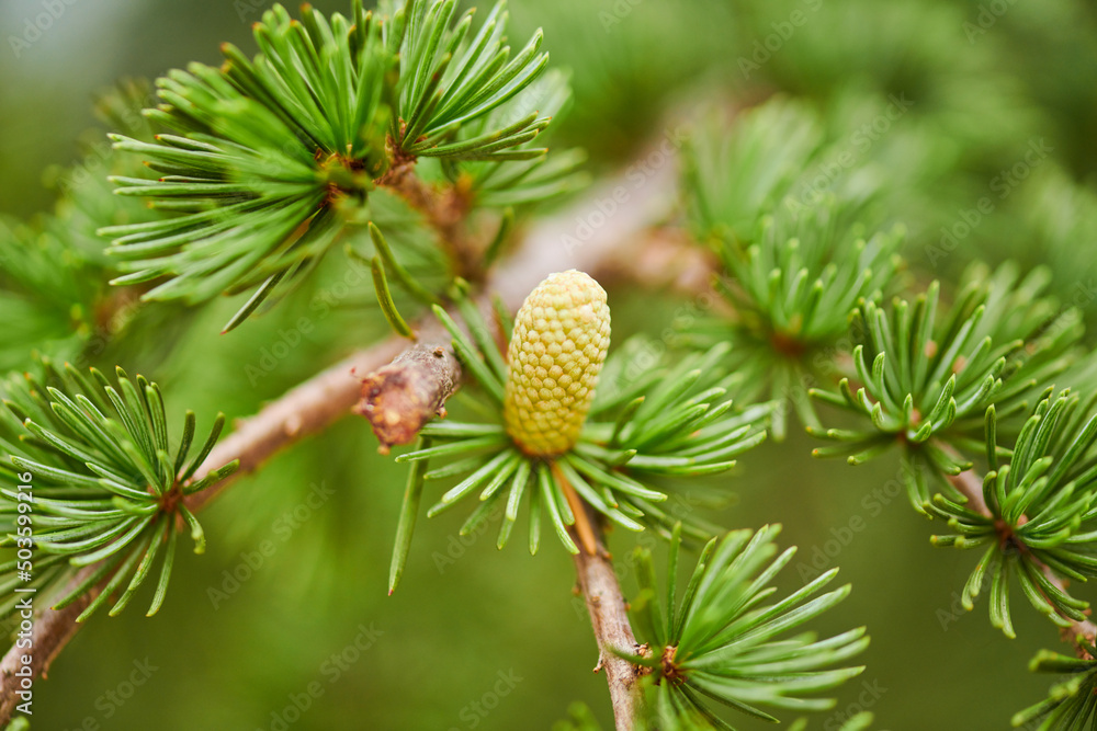 a lot of cones on a pine tree grow beautifully in summer a lot of cones on a pine tree grow beautifully in summer