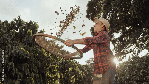 Canvas-taulu Latin farmer working in the coffee harvest on a sunny day in the field, sifting coffee beans