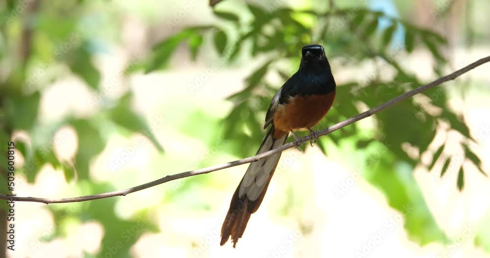 (Copsychus malabaricus) Birds on a branch in the forest, birds and nature (Copsychus malabaricus) Birds on a branch in the forest, birds and nature