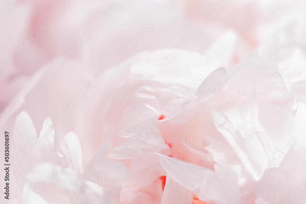 Close up white peony flower, blur macro petals pastel pink color, beauty in nature, natural flowery background, soft focus. Delicate fresh blooming flower petals. Nature floral design backdrop