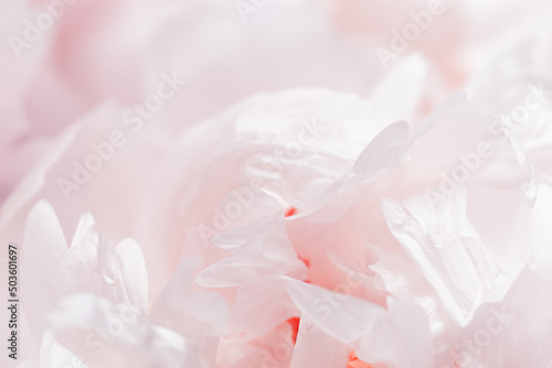 Close up white peony flower, blur macro petals pastel pink color, beauty in nature, natural flowery background, soft focus. Delicate fresh blooming flower petals. Nature floral design backdrop © yrabota