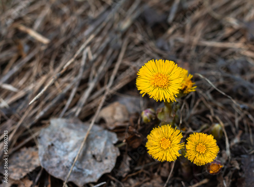 Blossom of wild growing coltsfoot with sunny yellow flowers in forest  early spring in Siberia. Earth Hour  World Environment Day.