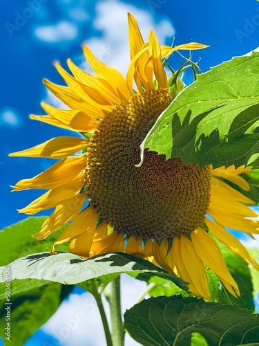 Sunflower blue sky
