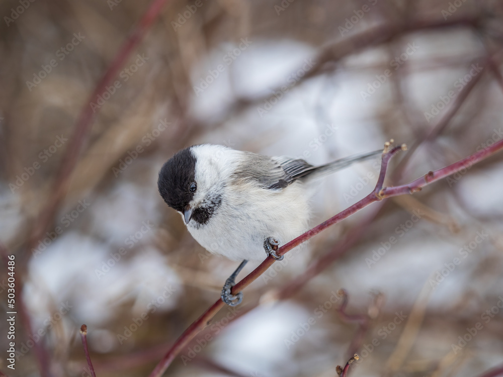 Cute bird the willow tit, song bird sitting on a branch without leaves in the winter. Cute bird the willow tit, song bird sitting on a branch without leaves in the winter.