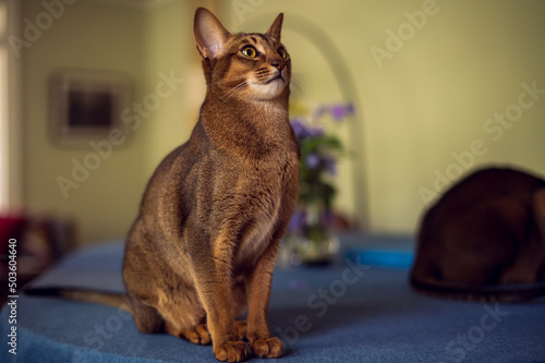 An Abyssinian cat sitting on a table