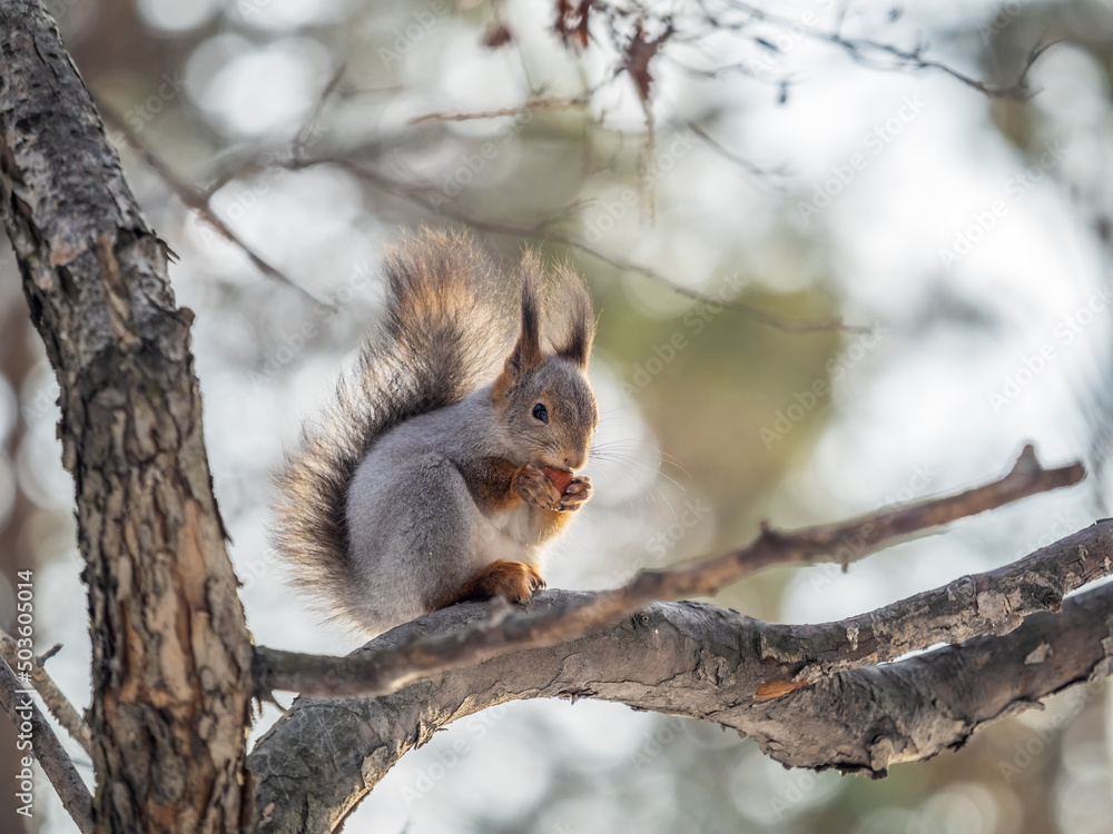 The squirrel with nut sits on tree in the winter or late autumn The squirrel with nut sits on tree in the winter or late autumn